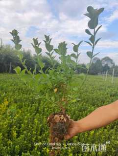 高度60厘米卫矛