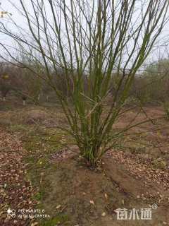 高度200厘米丛生紫薇