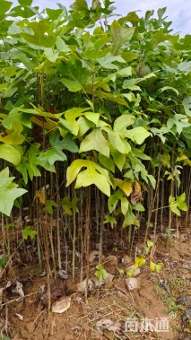 高度150厘米马褂木小苗