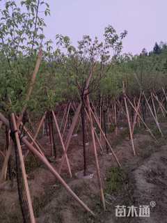 5公分福建山樱花