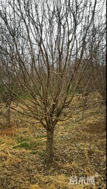 12公分垂丝海棠