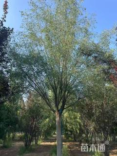 22公分桃叶卫矛