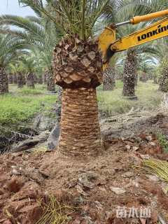 裸干高3厘米中东海枣