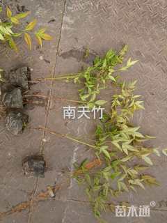 高度20厘米南天竹