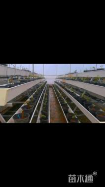 高度30厘米同安红