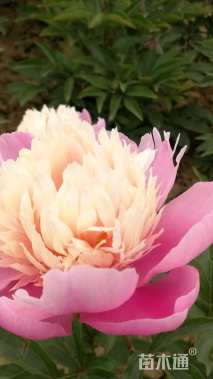 高度30厘米芍药