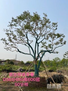 30公分红果冬青