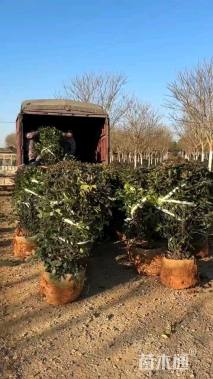 冠幅100厘米红叶石楠球