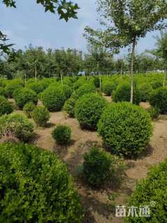 冠幅80厘米小叶黄杨球