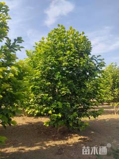 高度500厘米丛生白玉兰