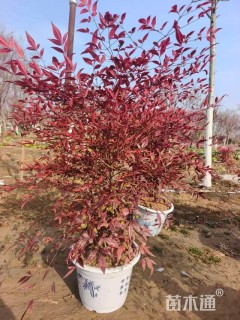 高度80厘米南天竹