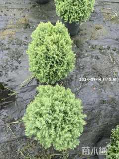 高度30厘米球柏