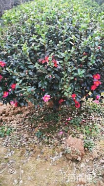 冠幅180厘米茶梅球