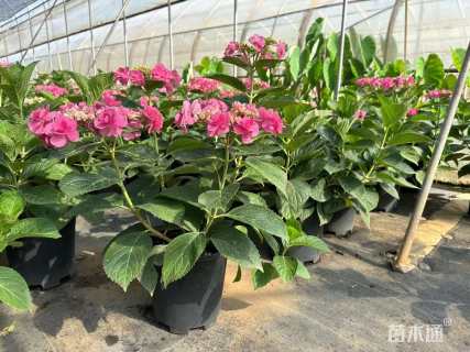 高度30厘米绣球