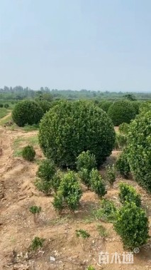 高度120厘米大叶黄杨