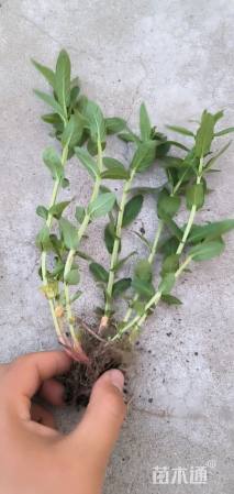 高度20厘米千屈菜