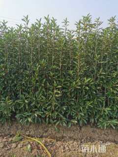 高度190厘米法国冬青