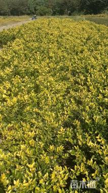 高度45厘米金森女贞小苗