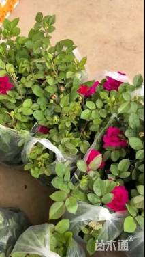 高度25厘米欧洲月季