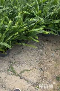 高度40厘米肾蕨