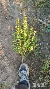 高度35厘米小叶黄杨