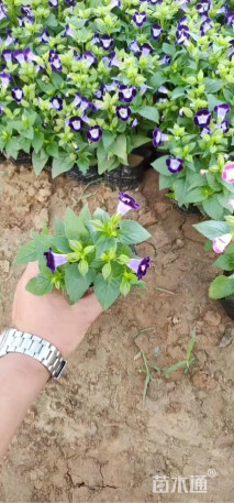 高度20厘米夏堇