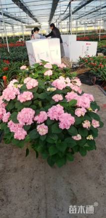 高度50厘米八仙花