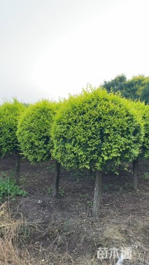 冠幅200厘米金叶榆球