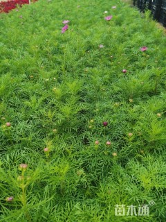波斯菊