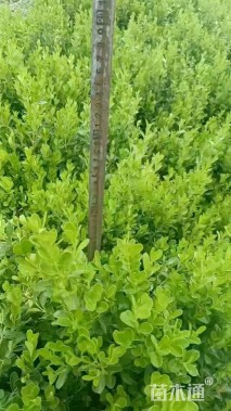 高度60厘米瓜子黄杨