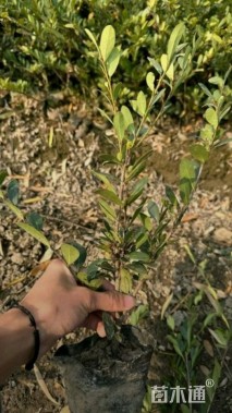 小叶文母毛球 小叶文母大杯 小叶文母小杯基地直发