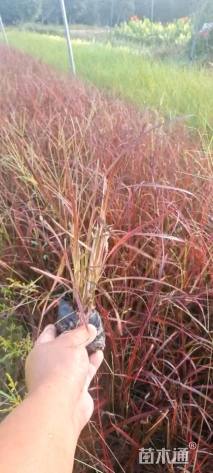 高度20厘米火焰狼尾草