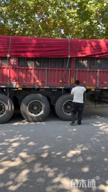 高度30厘米国庆菊