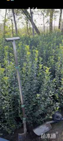 高度70厘米胶东卫矛