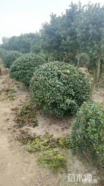 冠幅150厘米无刺枸骨球