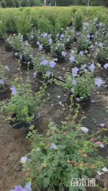 高度45厘米木槿