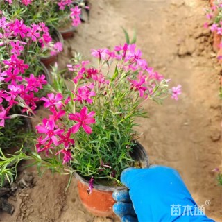 高度25厘米丛生福禄考