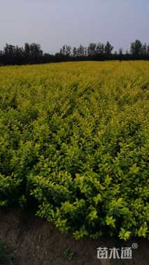 高度50厘米金叶女贞