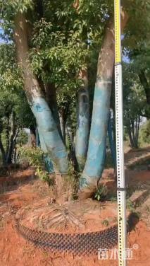 90公分多杆香樟