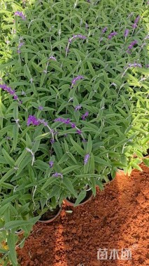 高度25厘米墨西哥鼠尾草