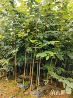 高度60厘米红榉小苗