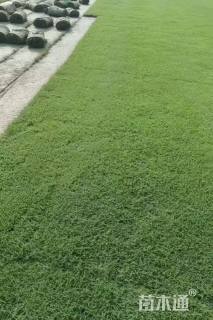 草卷状百慕大草