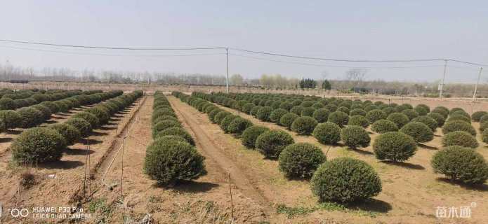 冠幅80厘米龟甲冬青球