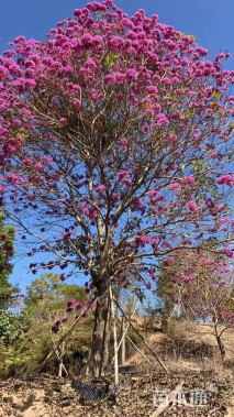 28公分紫花风铃木
