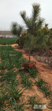 高度1.2厘米黑松