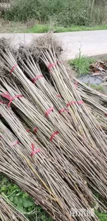 高度100厘米马褂木小苗