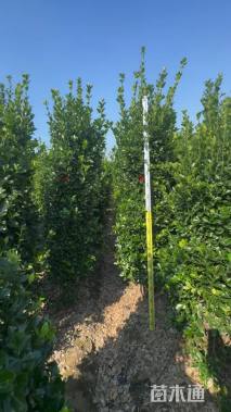 高度250厘米大叶黄杨柱