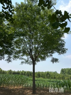 12公分国槐