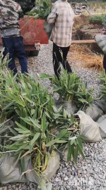 高度25厘米绣球