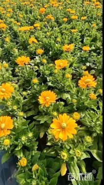 高度5厘米金光菊